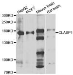 CLASP1 Polyclonal Antibody