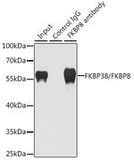 FKBP8 Antibody in Immunoprecipitation (IP)