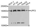 UPF2 Polyclonal Antibody