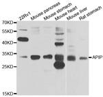 APIP Antibody in Western Blot (WB)