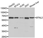 BTNL2 Polyclonal Antibody