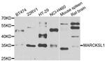 MARCKSL1 Polyclonal Antibody