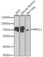 FIP1L1 Antibody in Western Blot (WB)