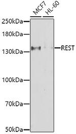 REST Antibody in Western Blot (WB)