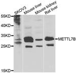 METTL7B Antibody in Western Blot (WB)