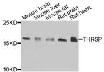 THRSP Antibody in Western Blot (WB)