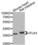 ITLN1 Antibody in Western Blot (WB)