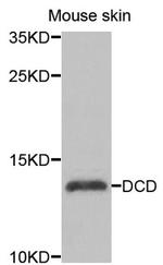 DCD Antibody in Western Blot (WB)