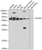 POU6F1 Antibody in Western Blot (WB)