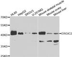 ERGIC2 Polyclonal Antibody