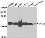 NAT13 Polyclonal Antibody