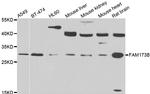 FAM173B Polyclonal Antibody
