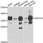AKR1C4 Polyclonal Antibody