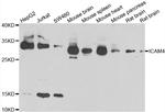 ICAM-4 Antibody in Western Blot (WB)