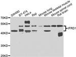 IFRD1 Polyclonal Antibody