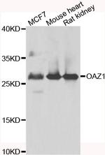 OAZ1 Polyclonal Antibody