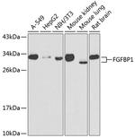 FGFBP1 Polyclonal Antibody