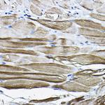 LDB3 Antibody in Immunohistochemistry (Paraffin) (IHC (P))