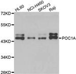 POC1A Polyclonal Antibody