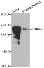 TRIM29 Polyclonal Antibody
