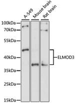 ELMOD3 Polyclonal Antibody