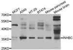 INHBC Polyclonal Antibody