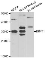 DIMT1 Polyclonal Antibody