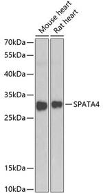 SPATA4 Polyclonal Antibody