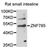 ZNF785 Polyclonal Antibody