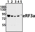 GSPT1 Antibody in Western Blot (WB)