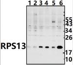RPS13 Polyclonal Antibody