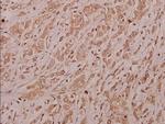 TAIP12 Polyclonal Antibody
