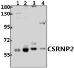 TAIP12 Antibody in Western Blot (WB)