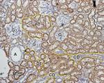 MAS1 Antibody in Immunohistochemistry (Paraffin) (IHC (P))