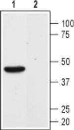 MAS1 Antibody in Western Blot (WB)