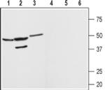 MAS1 Antibody in Western Blot (WB)