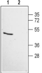 MAS1 Antibody in Western Blot (WB)