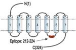 MAS1 Antibody