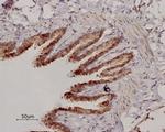 beta-2 Adrenergic Receptor (extracellular) Antibody in Immunohistochemistry (Paraffin) (IHC (P))