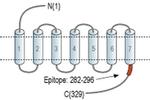 TGR5 Antibody