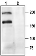 CaV2.1 Antibody in Western Blot (WB)