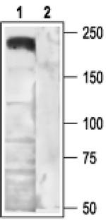CACNA1B Antibody in Western Blot (WB)
