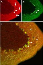 CaV1.2 Antibody in Immunohistochemistry (IHC)
