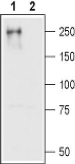 CaV1.2 Antibody in Western Blot (WB)