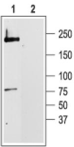CaV1.2 Antibody in Western Blot (WB)