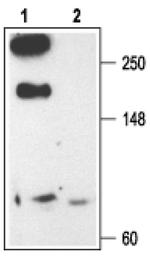 CaV2.3 Antibody in Western Blot (WB)
