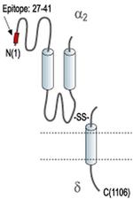 CACNA2D1 (extracellular) Antibody