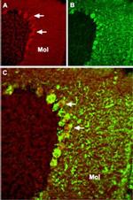 TRPC4 Antibody in Immunohistochemistry (Frozen) (IHC (F))