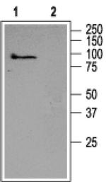 TRPC5 Antibody in Western Blot (WB)