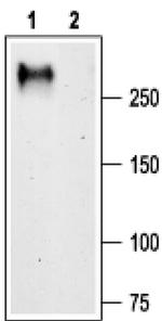 CaV3.1 Antibody in Western Blot (WB)